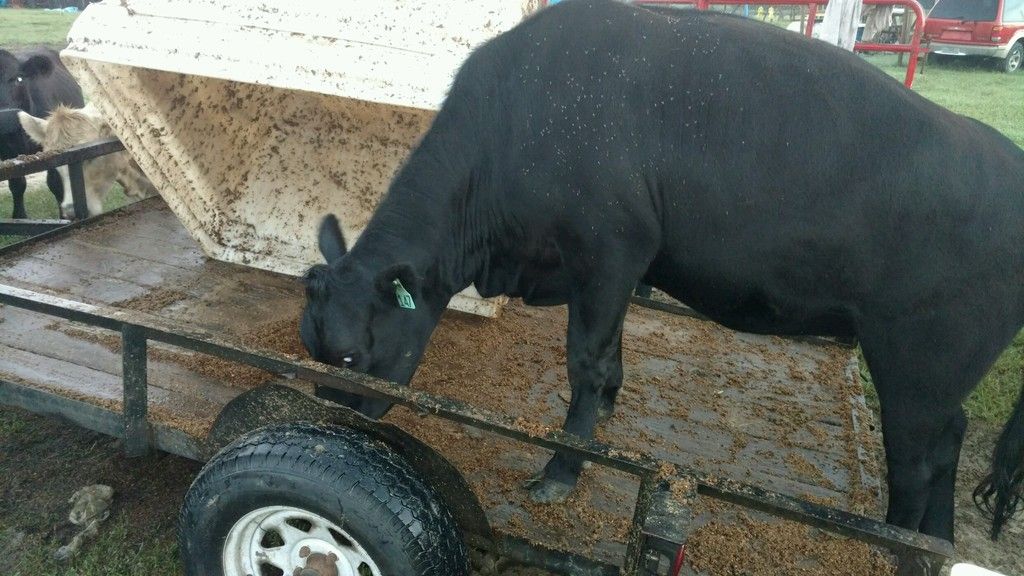 Brewers Grain for Feed Cattle, Cow & Ranching Community